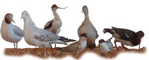 Die Vogelwelt wird im Heimat - Museum in Kirchdorf / Insel Poel ausgestellt