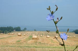 Felder auf der Insel Poel